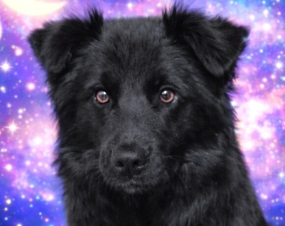 Oofo-Adoption Pending!