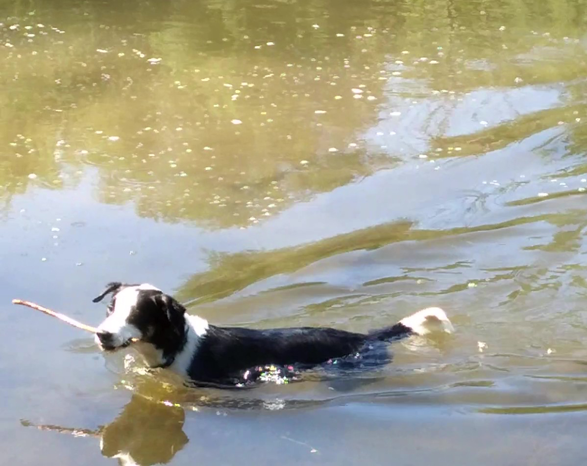 Xobo-Courtesy Listing Xobo-Courtesy Listing