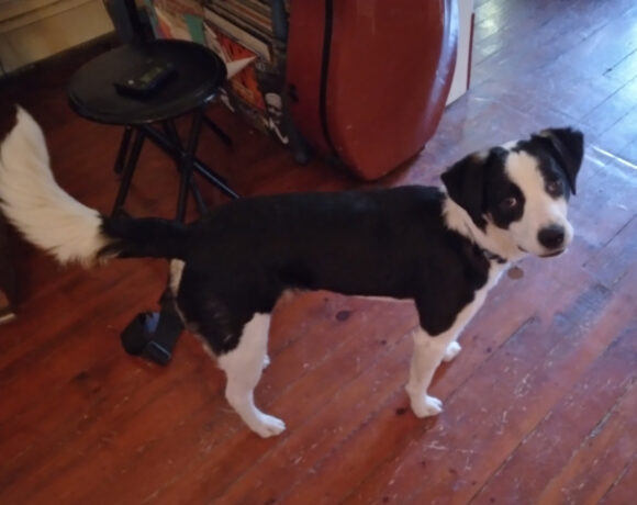 Xobo-Courtesy Listing Xobo-Courtesy Listing