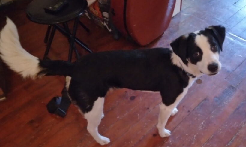 Xobo-Courtesy Listing