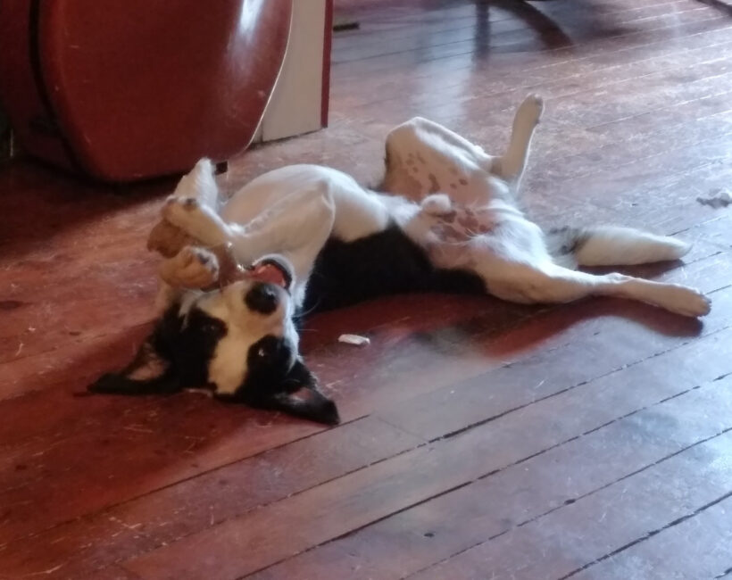 Xobo-Courtesy Listing Xobo-Courtesy Listing