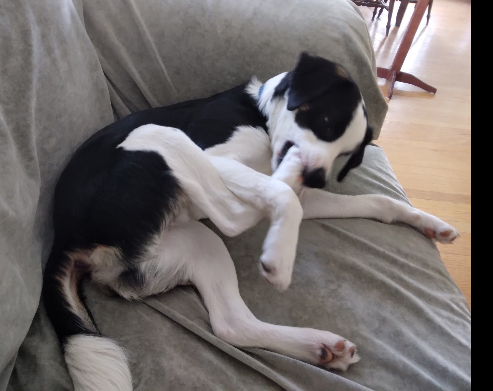 Xobo-Courtesy Listing Xobo-Courtesy Listing