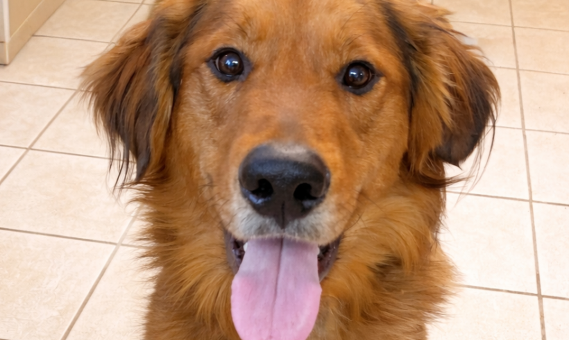 Zeus-Adoption Pending