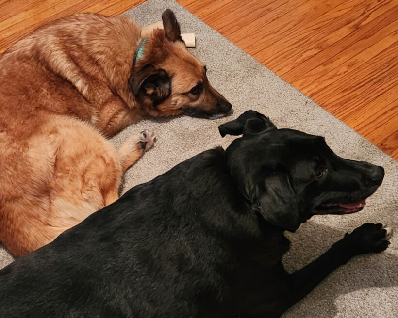 Butterball Butterball