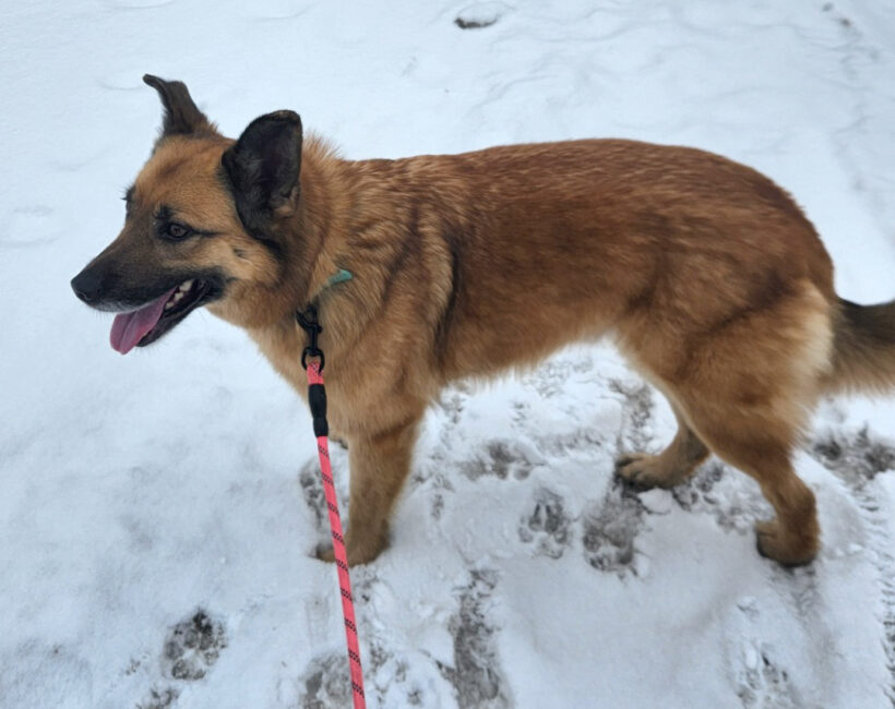 Butterball Butterball