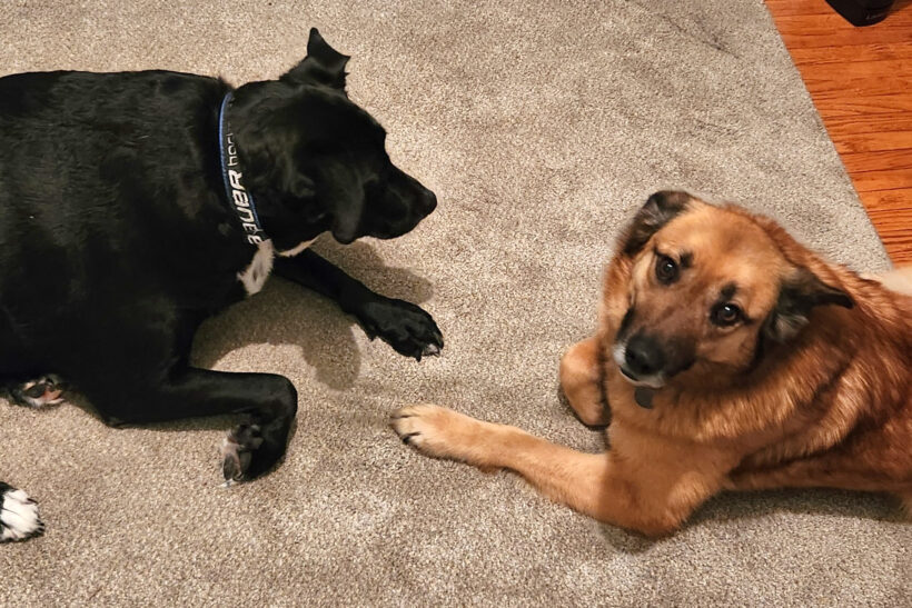 Butterball Butterball