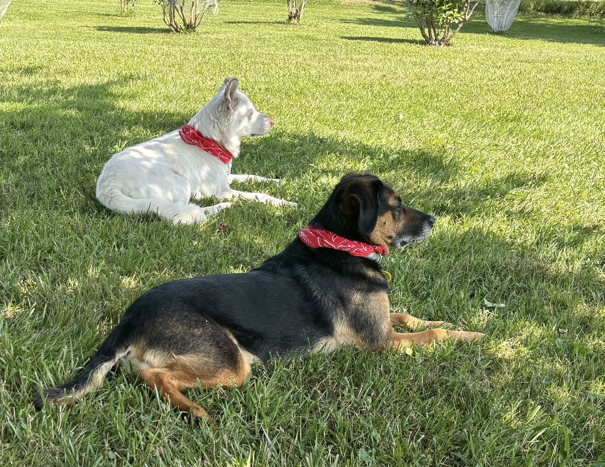 Cooper and Lexie Cooper and Lexie