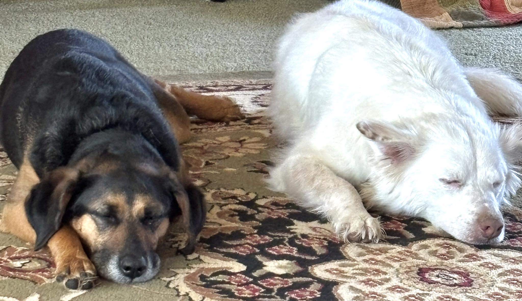 Cooper and Lexie Cooper and Lexie