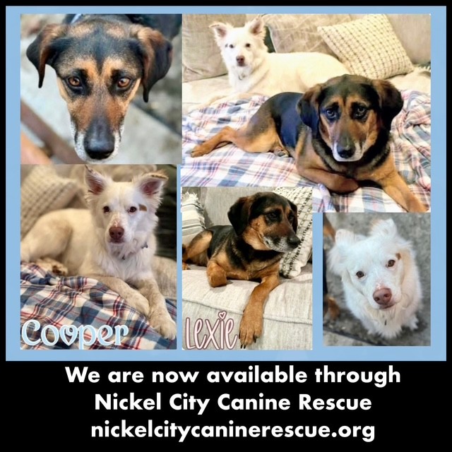 Cooper and Lexie-Cross Post Cooper and Lexie-Cross Post