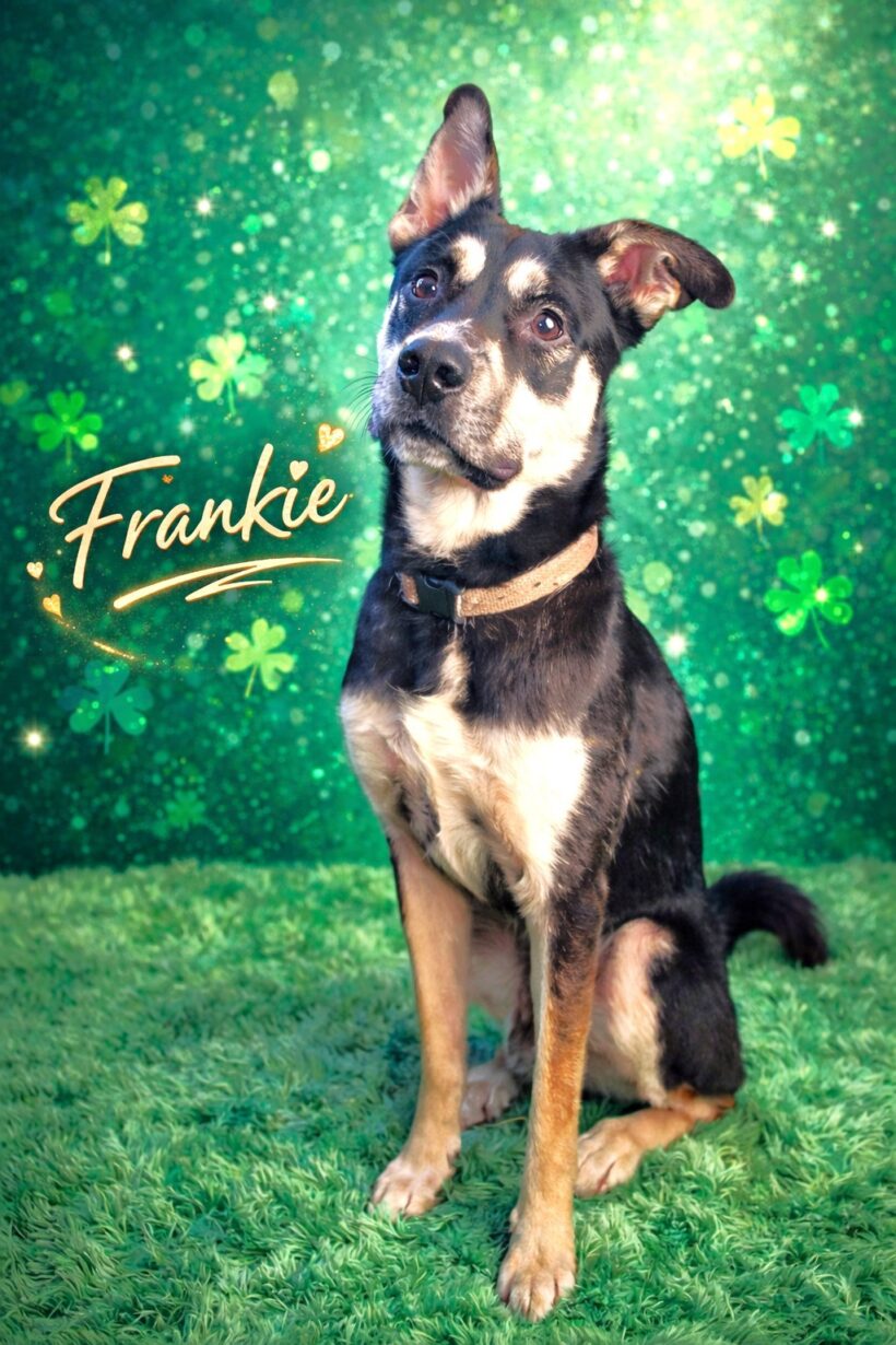 Frankie Frankie