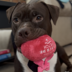 Mia Molly-Courtesy Listing