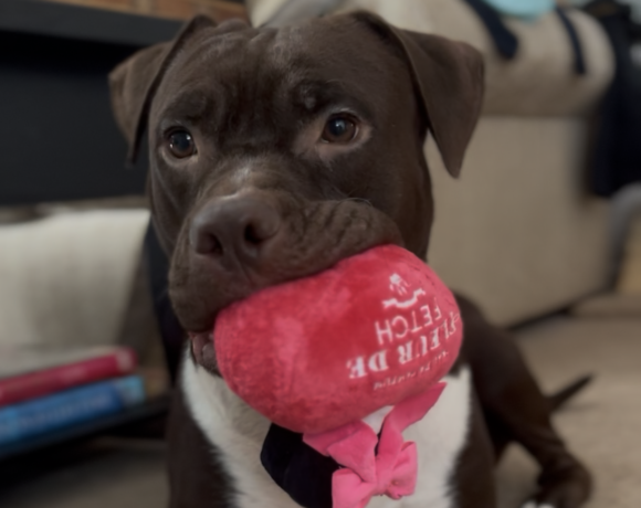 Mia Molly-Courtesy Listing Mia Molly-Courtesy Listing