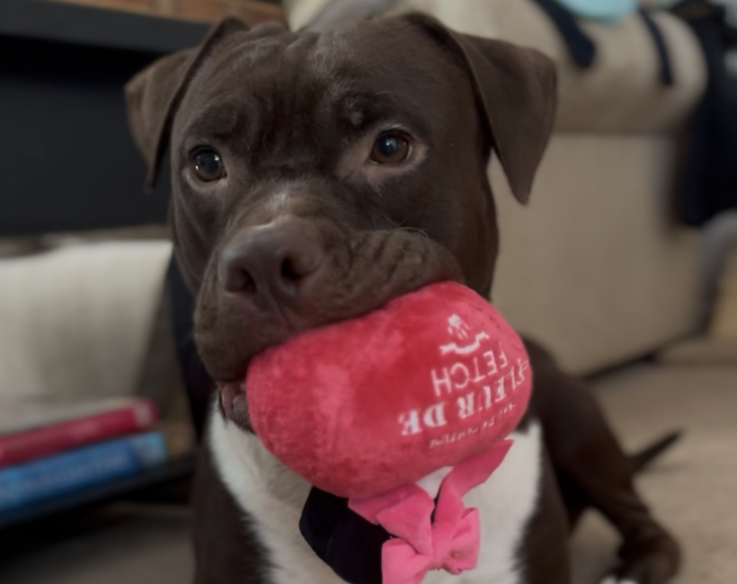 Mia Molly-Courtesy Listing