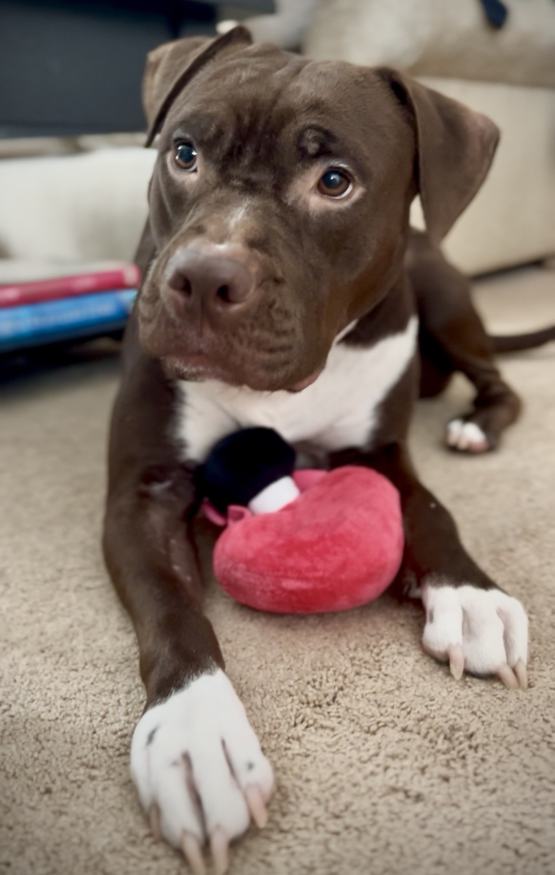 Mia Molly-Courtesy Listing Mia Molly-Courtesy Listing