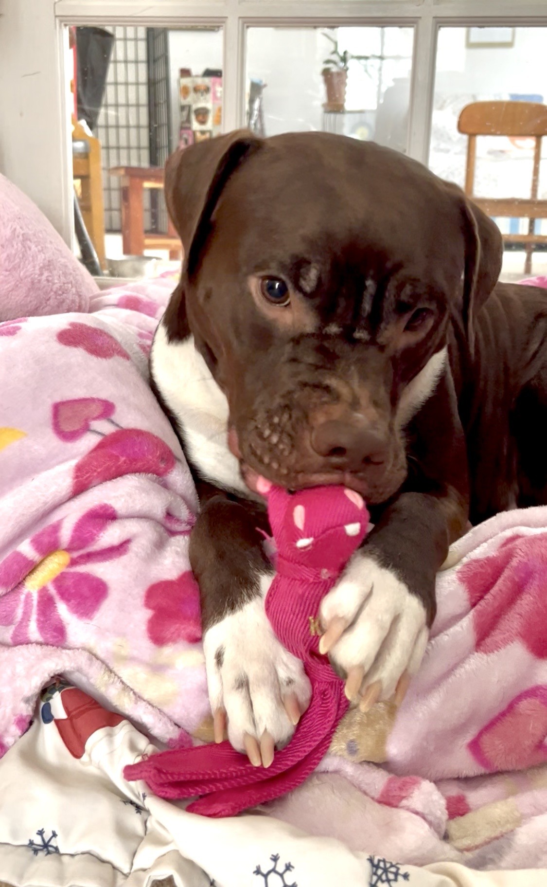 Mia Molly-Courtesy Listing Mia Molly-Courtesy Listing