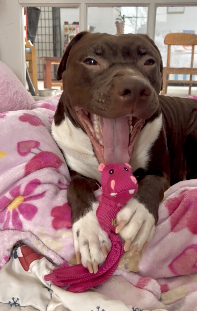 Mia Molly-Courtesy Listing