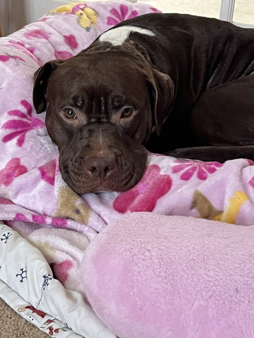 Mia Molly-Courtesy Listing