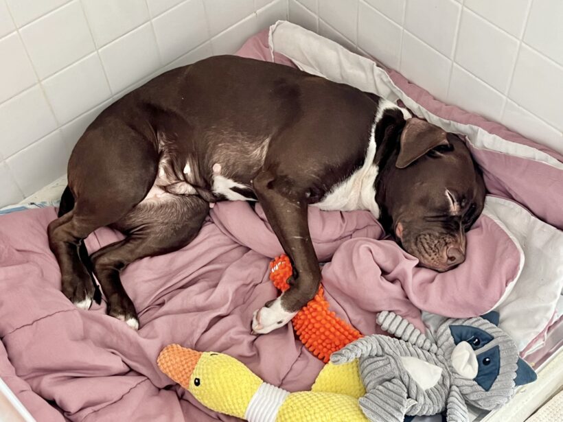 Mia Molly-Courtesy Listing