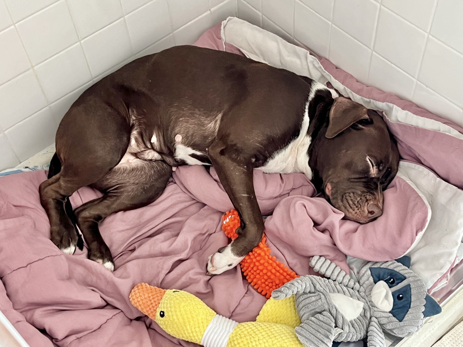 Mia Molly-Courtesy Listing Mia Molly-Courtesy Listing