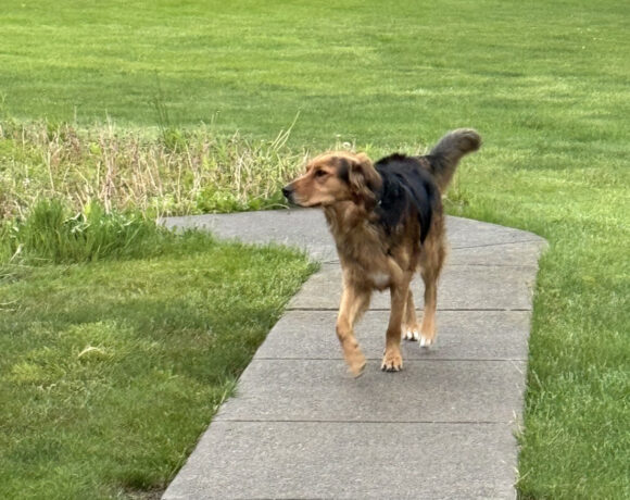 Tucker
