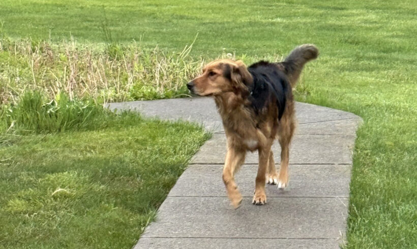 Tucker