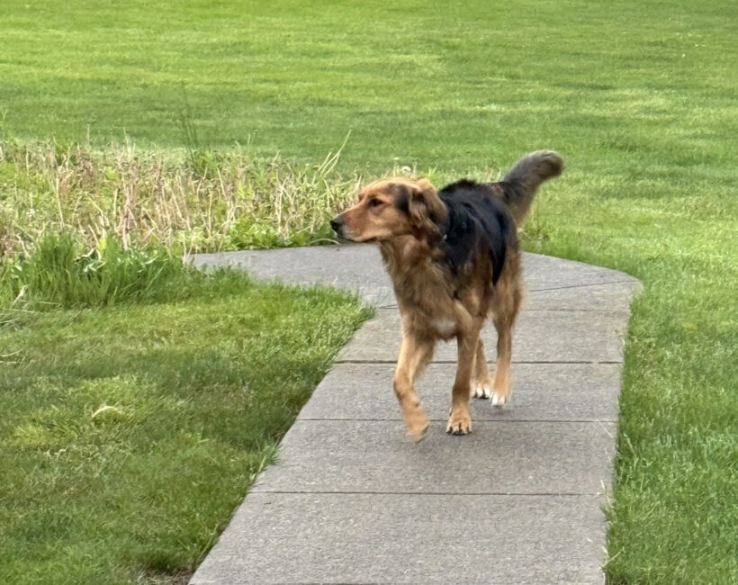 Tucker Tucker