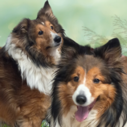 Oliver Twist & Molly By Golly