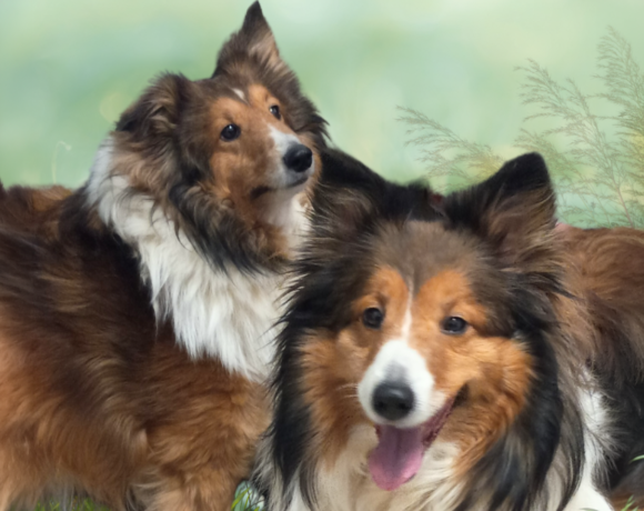 Oliver Twist & Molly By Golly Oliver Twist & Molly By Golly