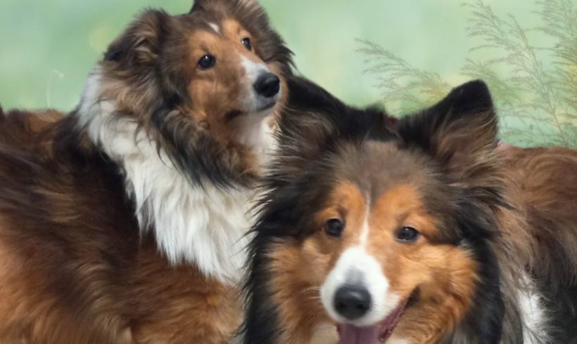 Oliver Twist & Molly By Golly-Adopted!