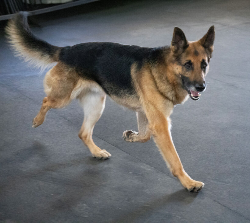 Buddy-Adopted!