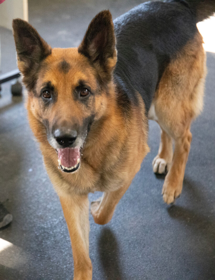 Buddy-Adopted!