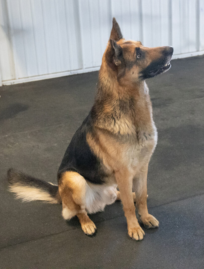 Buddy-Adopted!