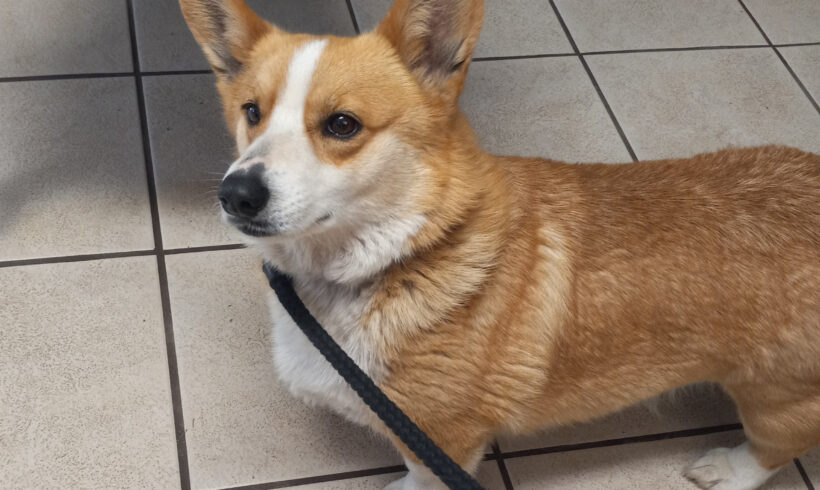 Elizabeth-Adoption Pending!