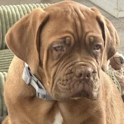 Opal-Applications Pending