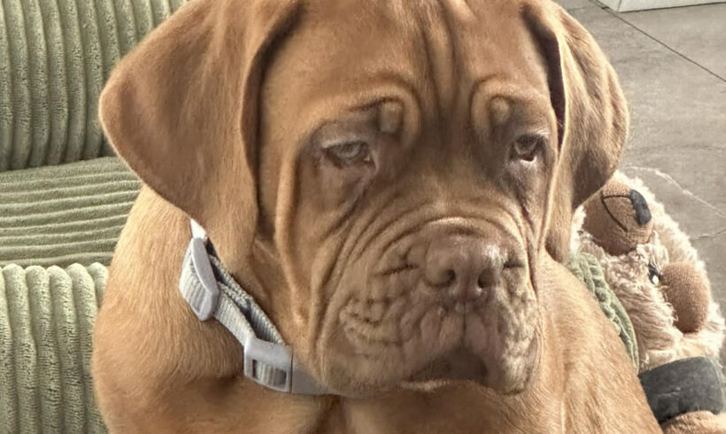 Opal-Applications Pending