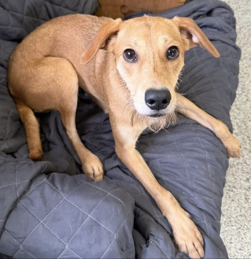Shandy-Adopted!