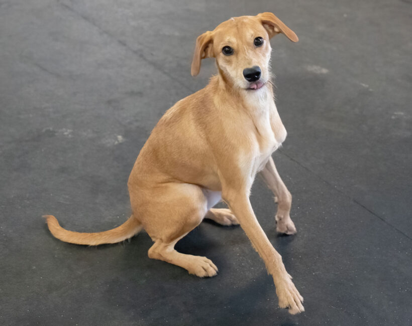 Shandy-Adopted!