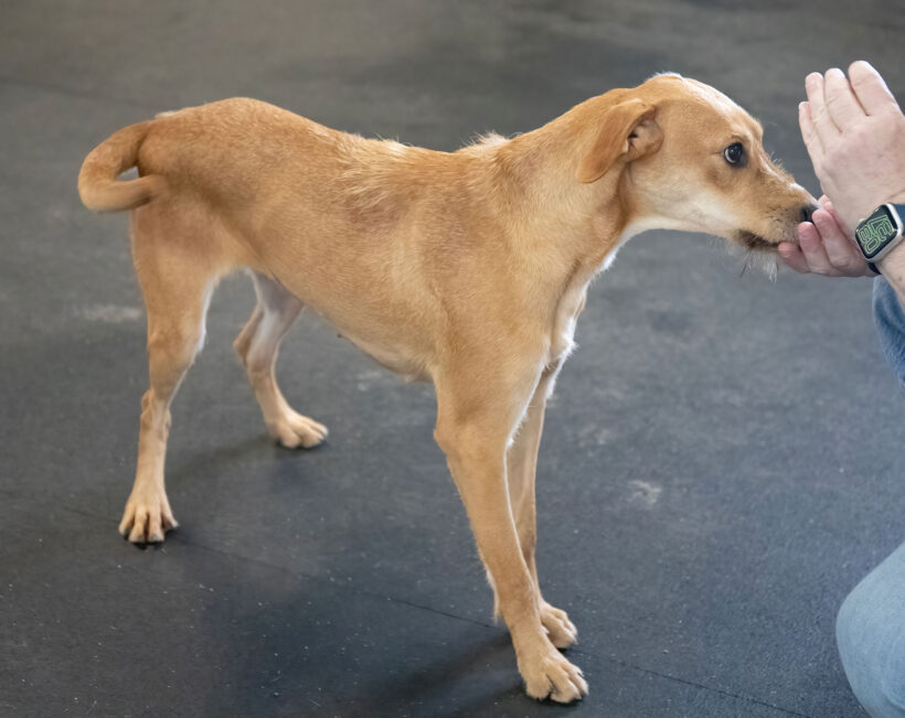 Shandy-Adopted!