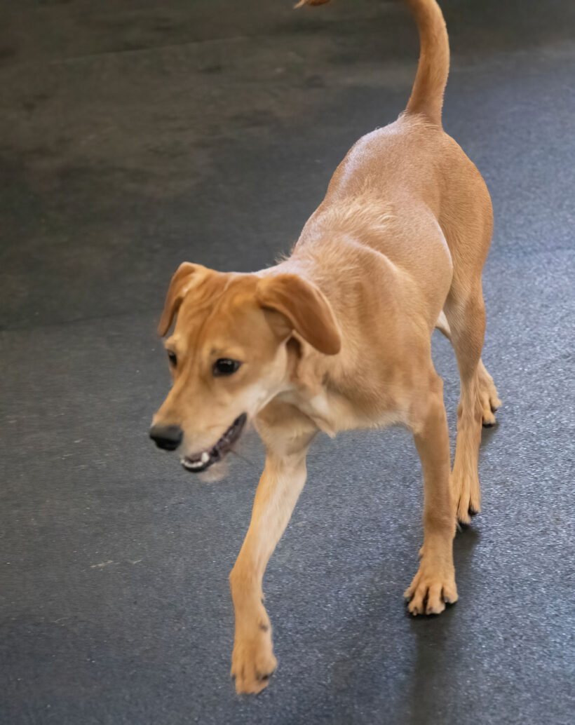 Shandy-Adopted!