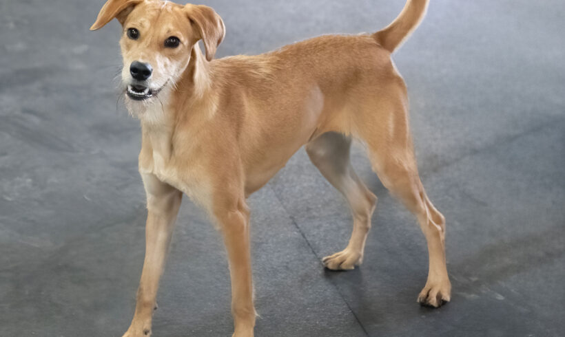 Shandy-Adopted!