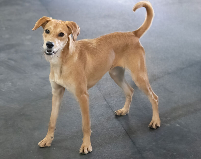 Shandy-Adopted!