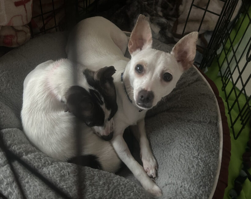 Salma-Adopted! Salma-Adopted!