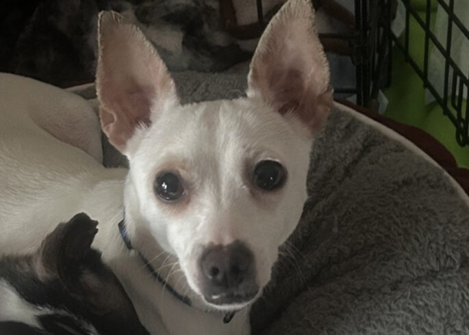 Salma-Adoption Pending!