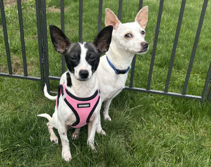 Salma-Adopted! Salma-Adopted!