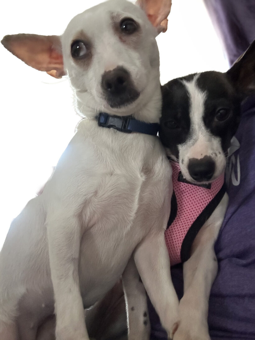 Salma-Adopted! Salma-Adopted!
