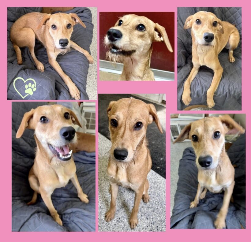 Shandy-Adopted!