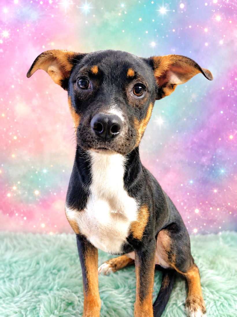 Rue Spencer-Adopted! Rue Spencer-Adopted!