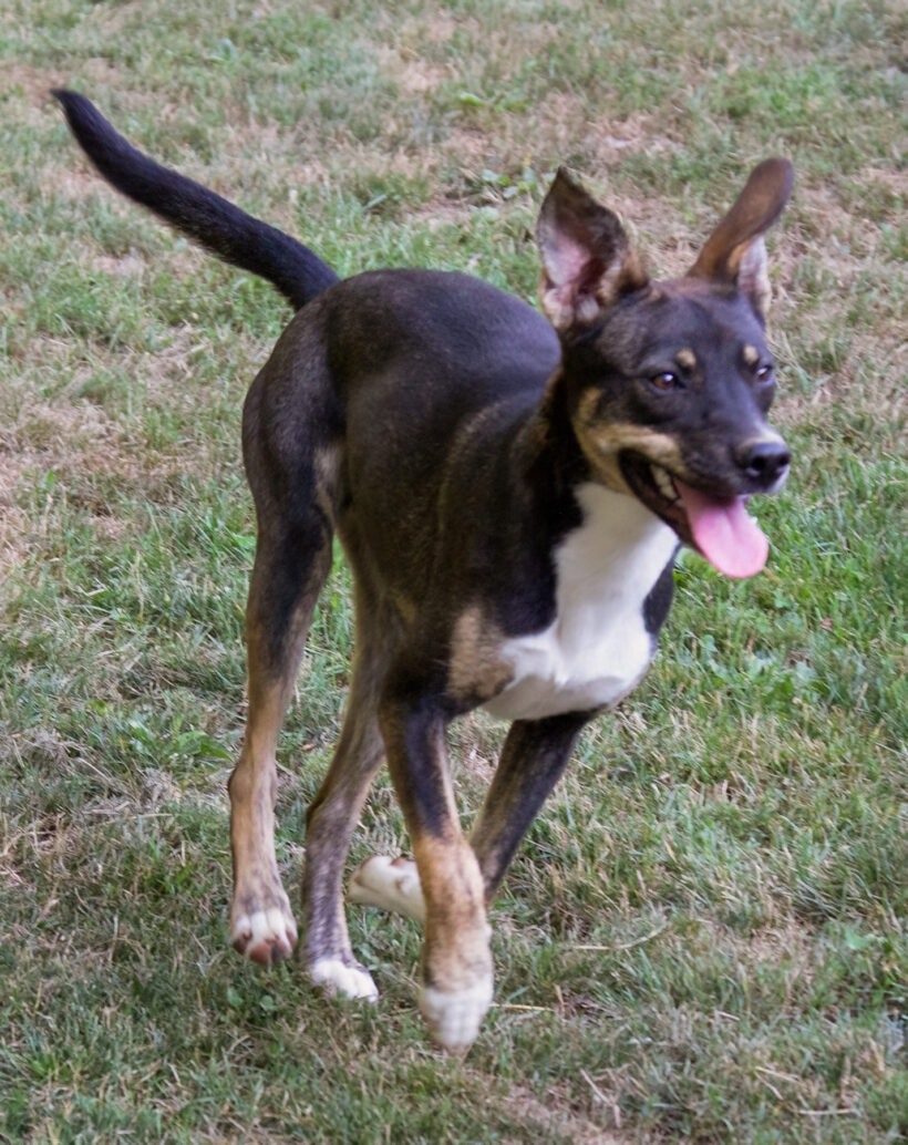 Rue Spencer-Adopted! Rue Spencer-Adopted!