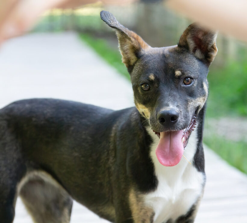 Rue Spencer-Adopted! Rue Spencer-Adopted!