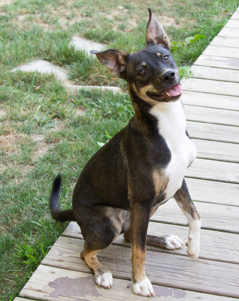 Rue Spencer-Adopted! Rue Spencer-Adopted!